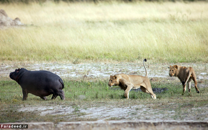 (تصاویر) عجیب و دیدنی از دنیای حیوانات