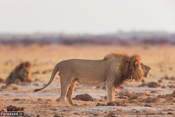 (تصاویر) فرار شیرها از ترس فیل