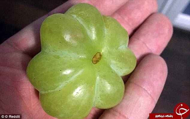 میوه‌های عجیب الخلقه در سراسر جهان+ تصاویر