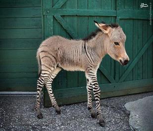  زانکی: حاصل آمیزش گورخر و الاغ 