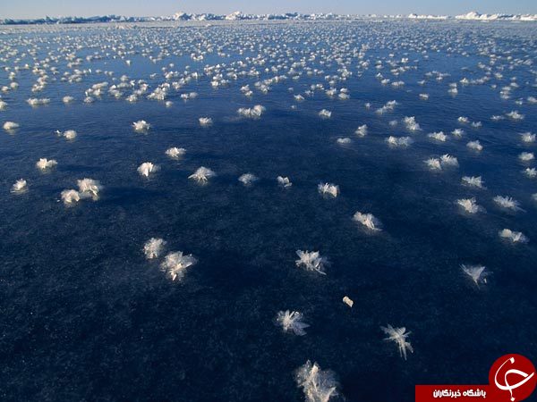 با این گلها جادویی شوید+