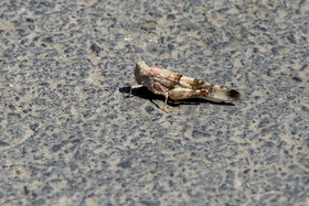 هجوم ملخ ها به قم