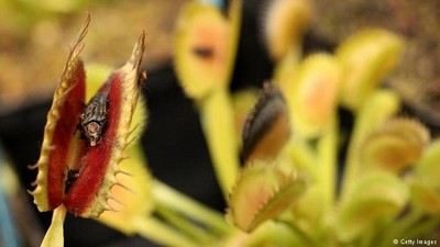 مهم‌ترین خصوصیت گیاه گوشت‌خوار 