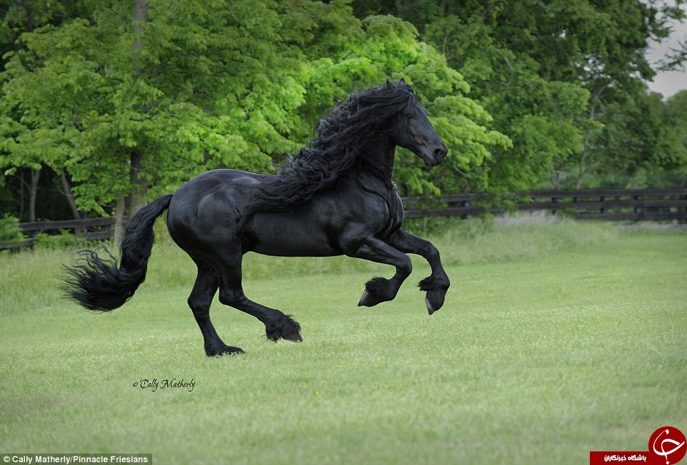 نمایش دیدنی خوشگل ترین اسب دنیا +عکس و فیلم