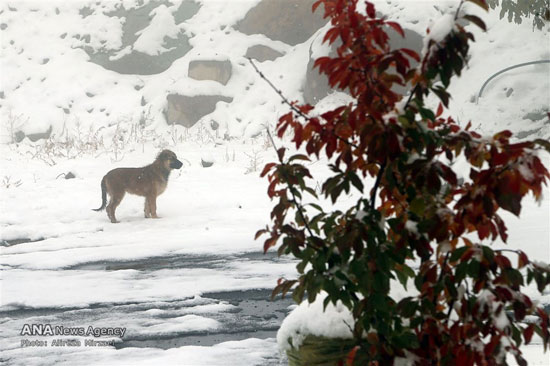 عکس: بارش برف در ارتفاعات تهران