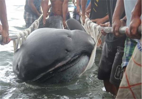 کشف یک کوسه نادر در فیلیپین/عکس