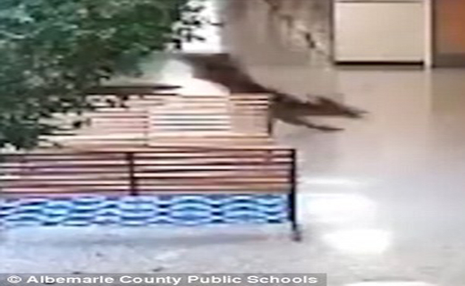 آهوی دردسر ساز در مدرسه+ تصاویر