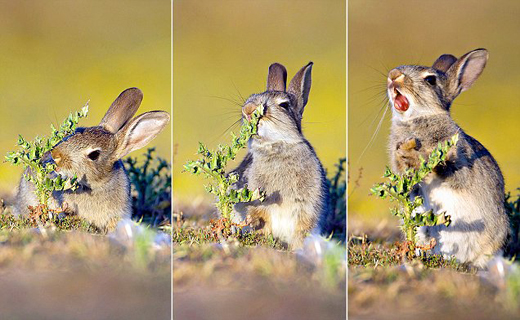چهره خرگوش گرسنه پس از چشیدن طعمی جدید+ تصاویر