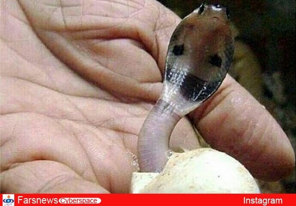 تصویر معنادار در اینستاگرام ده‌نمکی/ عکس