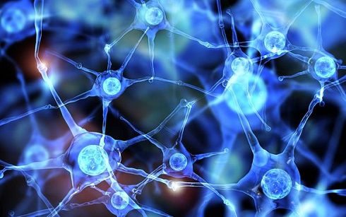 سروتونین,عصب ها