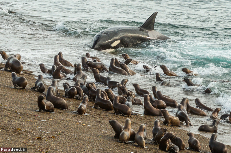 (تصاویر) مسابقه عکاسی نشنال جئوگرافیک