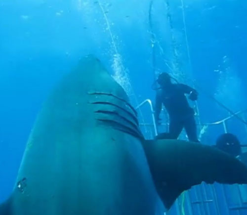 بزرگترین کوسه سفید جهان+ تصاویر