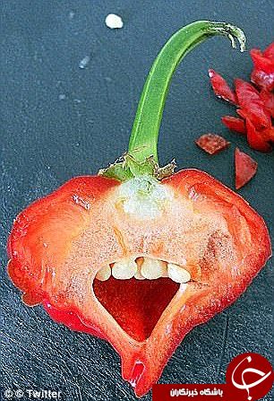 میوه‌های عجیب الخلقه در سراسر جهان+ تصاویر