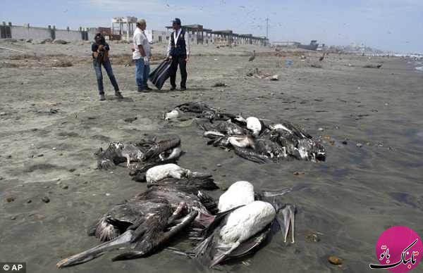 راز مرگ های دسته جمعی حیوانات