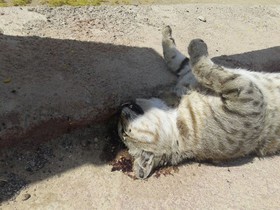 مرگ گربه‌وحشی در تصادف + عکس
