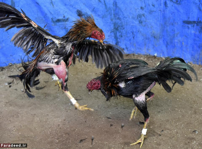 (تصاویر) سنت جنگ خروس‌های جنگی