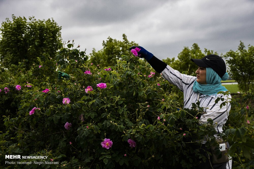 تماس توئیتیری حسن روحانی با دوانلد ترامپ/ دوره تلفن و این حرف‌ها گذشته است!