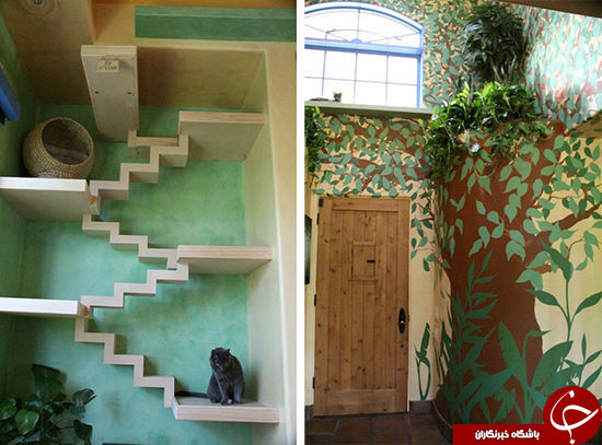 خانه ای که بهشت گربه هاست +عکس