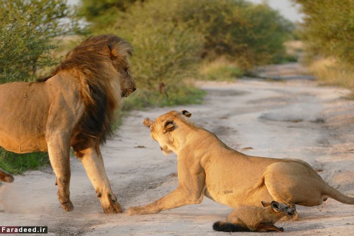 (تصاویر) محافظت ماده شیر از روباه زخمی