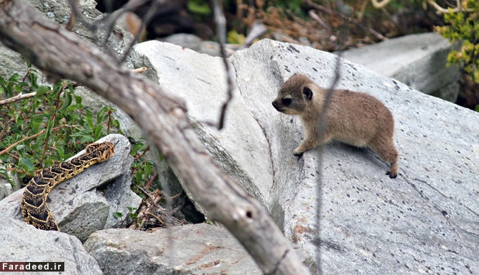 (تصاویر) عجیب و دیدنی از دنیای حیوانات