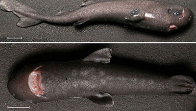 اخبار,اخبار گوناگون