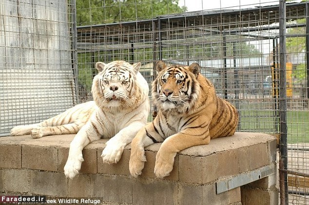 زشت‌ترین ببر جهان!