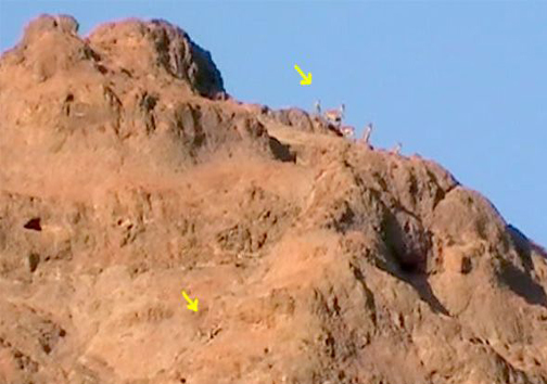 صحنه های بی نظیر شکار پلنگ