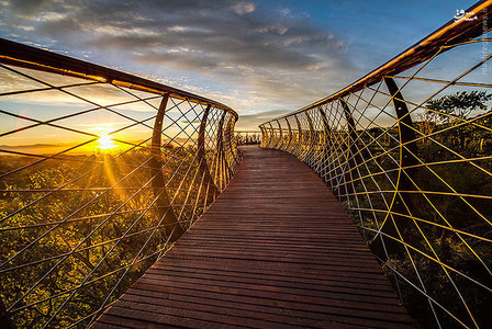 عکس/ پیاده‌روی روی درختان 