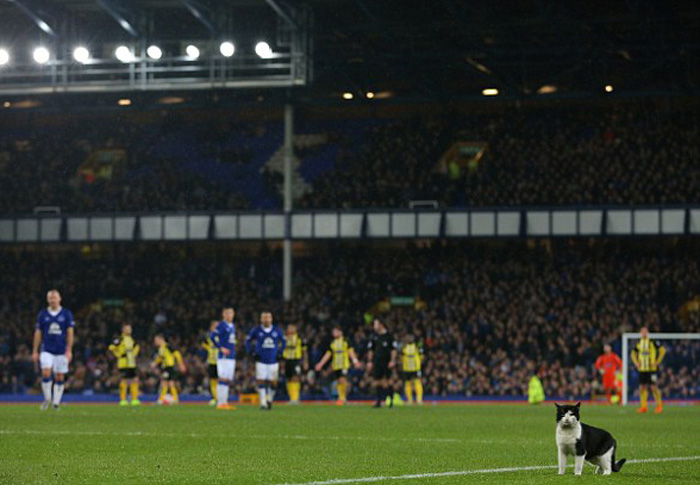 میهمان ناخوانده جام حذفی انگلیس/عکس