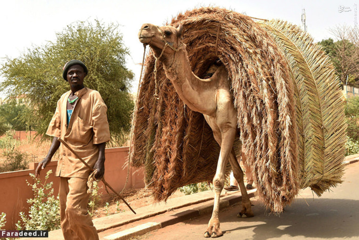 نیجر ششمین کشور فقیر جهان، بیست و یکمین کشور جهان از لحاظ وسعت جغرافیایی و یکی از بزرگترین کشورهای آفریقا است. این کشور صخره ای با وجود آنکه از فقیرترین کشورهای دنیا محسوب می شود، دارای منابع نفتی و معادن اورانیوم فراوان است. درآمد سرانه نیجر 1069 دلار است