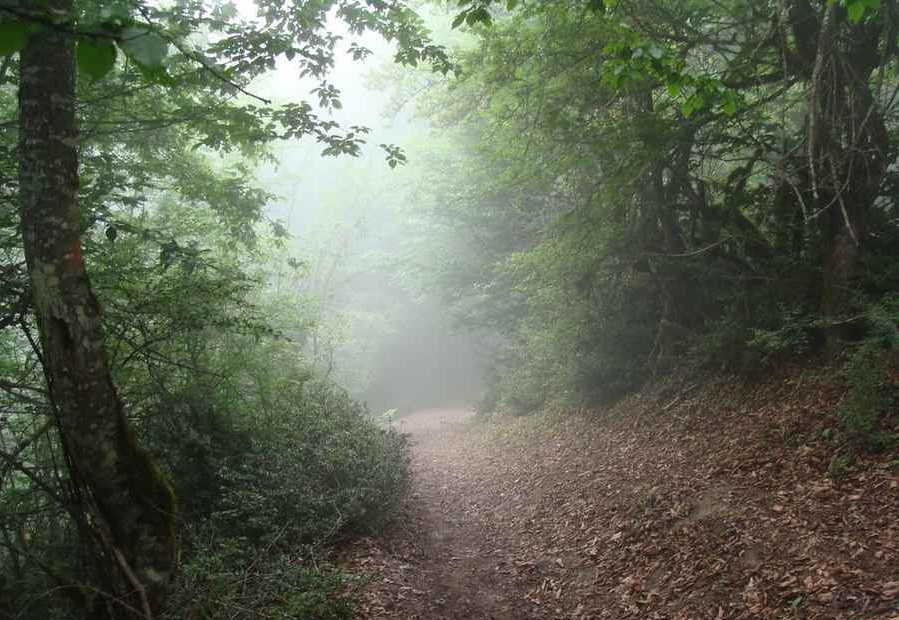 الیمستان، جنگلی رویایی در مازندران (+عکس)