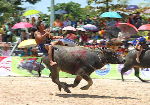 مسابقات بوفالو سواری چونبوری 2015 + تصاویر