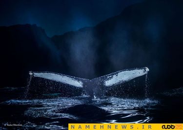 بهترین عکس به انتخاب هیات داوران اثر اودون ریکاردسن