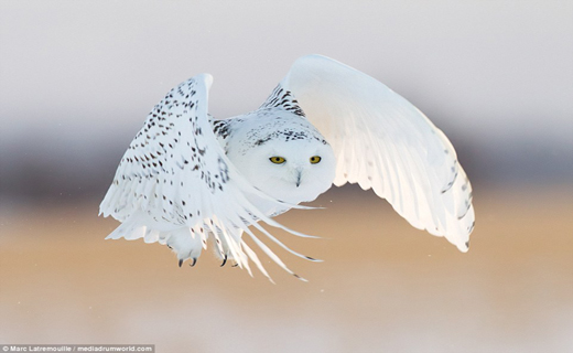 لحظه زیبای شکار جغد برفی+ تصاویر