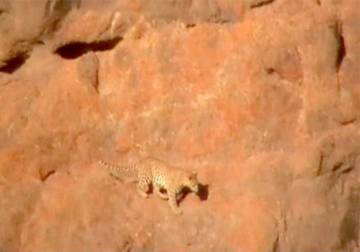 صحنه های بی نظیر شکار پلنگ