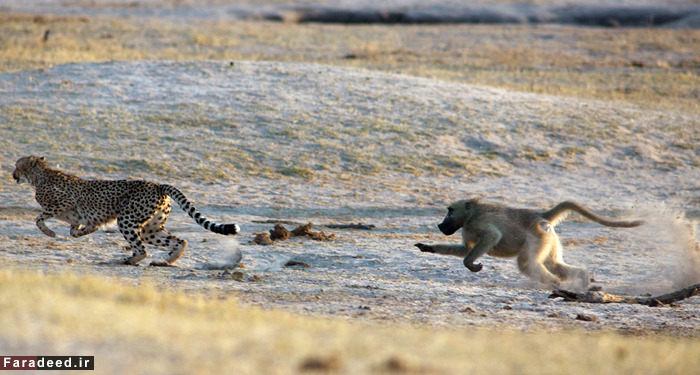 (تصاویر) عجیب و دیدنی از دنیای حیوانات