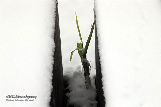 عکس: بارش برف در ارتفاعات تهران