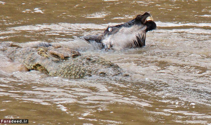 (تصاویر) عجیب و دیدنی از دنیای حیوانات