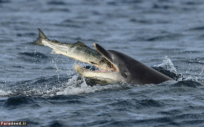 (تصاویر) عجیب و دیدنی از دنیای حیوانات