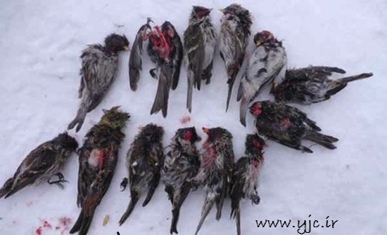 با زامبی پرندگان آشنا شوید +عکس