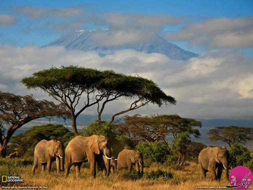 فیل ها ی کنیا