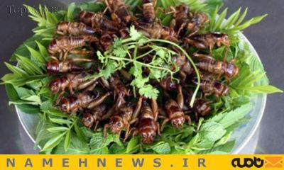 سوسک سوخاری