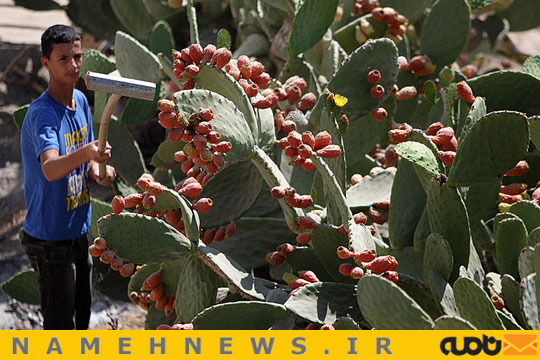 برداشت گلابی خاردار/ عکس