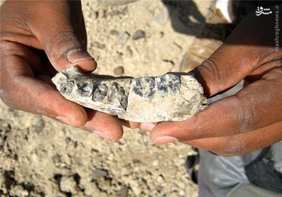 نیم‌میلیون سال به تاریخ زیست بشر اضافه شد+عکس