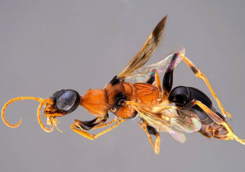 عجیب ترین جانورانی که در سال ۲۰۱۵ کشف شدند+عکس