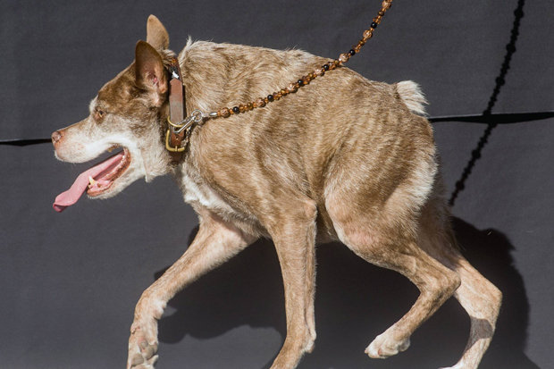 وحشتناک‌ترین سگ دنیا