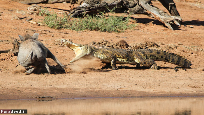 (تصاویر) عجیب و دیدنی از دنیای حیوانات