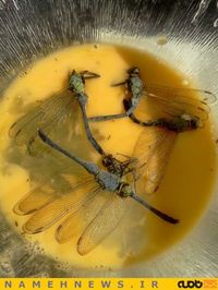 خوراک سنجاقک