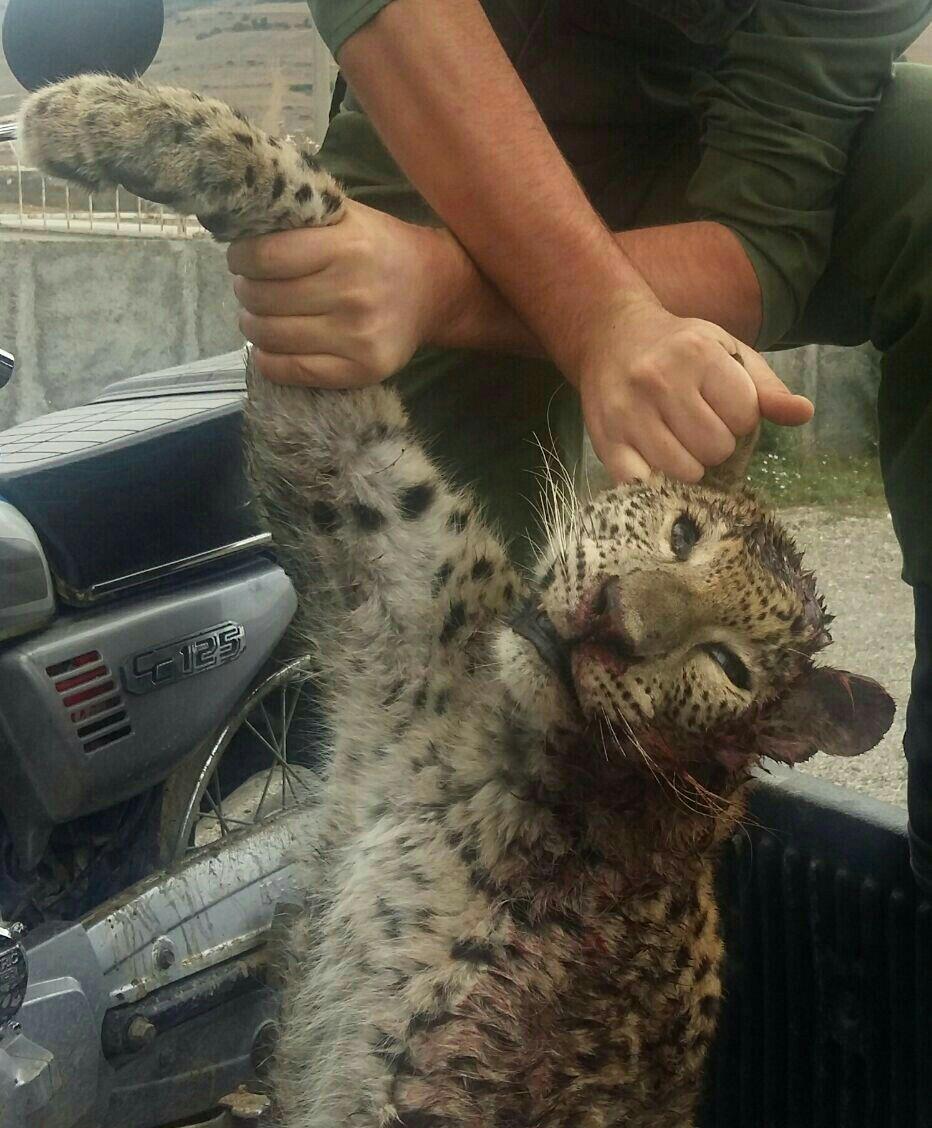 شکار پلنگ در چهاردانگه ساری + تصاویر