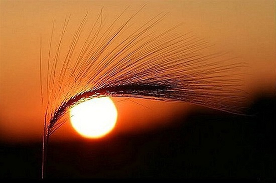 عکس‌های تماشایی و بدون شرح